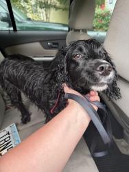 Found/Stray Female Dog last seen Burnt hickory ests 45 pioneer trail Dallas ga , Dallas, GA 30132