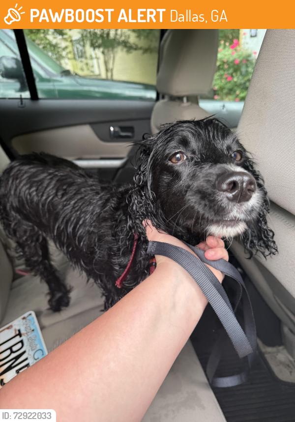 Found/Stray Female Dog last seen Burnt hickory ests 45 pioneer trail Dallas ga , Dallas, GA 30132