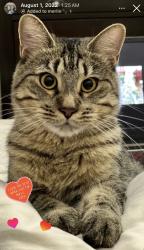 Reunited Male Cat last seen Lowther avenue, Richmond Hill, ON L4E