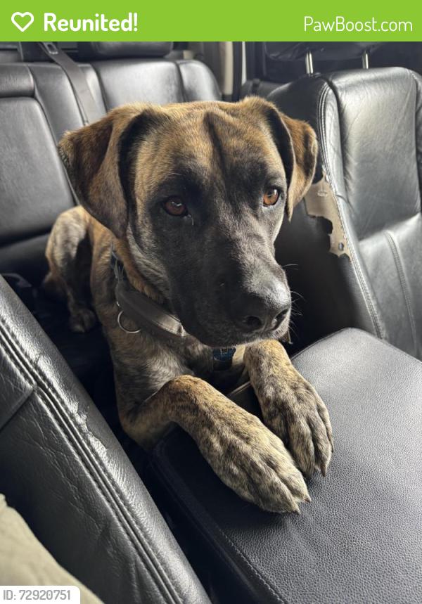 Reunited Male Dog last seen 176th Ave se, Auburn, WA 98092