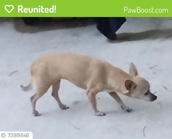 Reunited Female Dog last seen River N Dr & River Way Dr off of Vance Jackson 78230, San Antonio, TX 78230