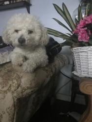 Reunited Male Dog last seen Near N Evergreen St, Anaheim, CA 92805, USA, Anaheim, CA 92805