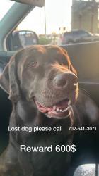 Reunited Female Dog last seen Lamb and Charleston , Las Vegas, NV 89104