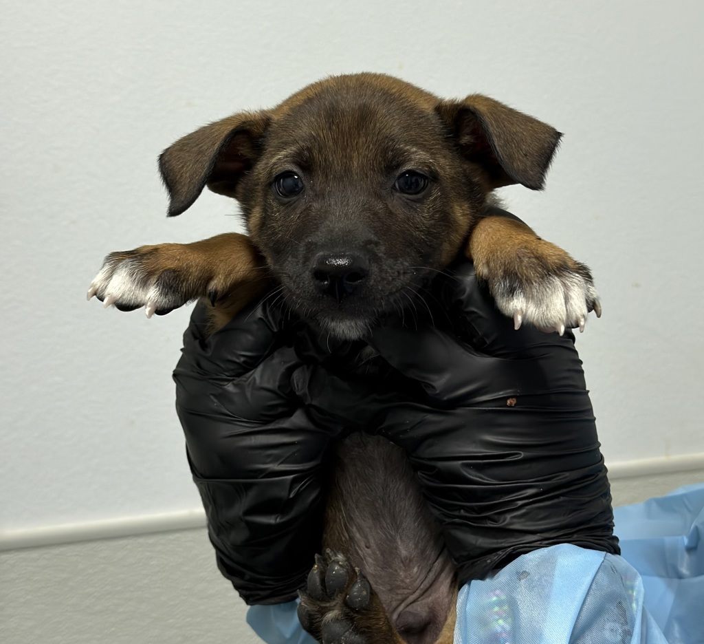 Shelter Stray Male Dog last seen Tecolote Canyon Trail, San Diego, CA, 92111, San Diego, CA 92110
