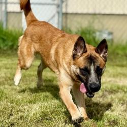 Shelter Stray Male Dog last seen NE Cully Blvd and NE Killingsworth, OR, Troutdale, OR 97060