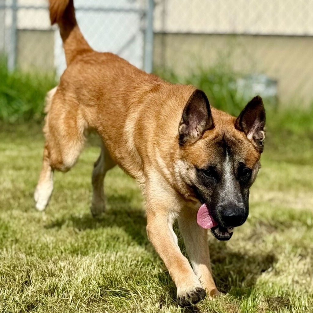 Shelter Stray Male Dog last seen NE Cully Blvd and NE Killingsworth, OR, Troutdale, OR 97060
