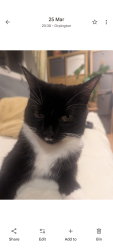 Reunited Female Cat last seen Ramsden, Greater London, England BR5 4QH