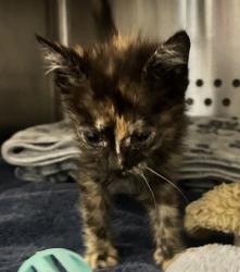 Shelter Stray Female Cat last seen Near Holway Street, OAKLAND, CA, 94621, Oakland, CA 94621
