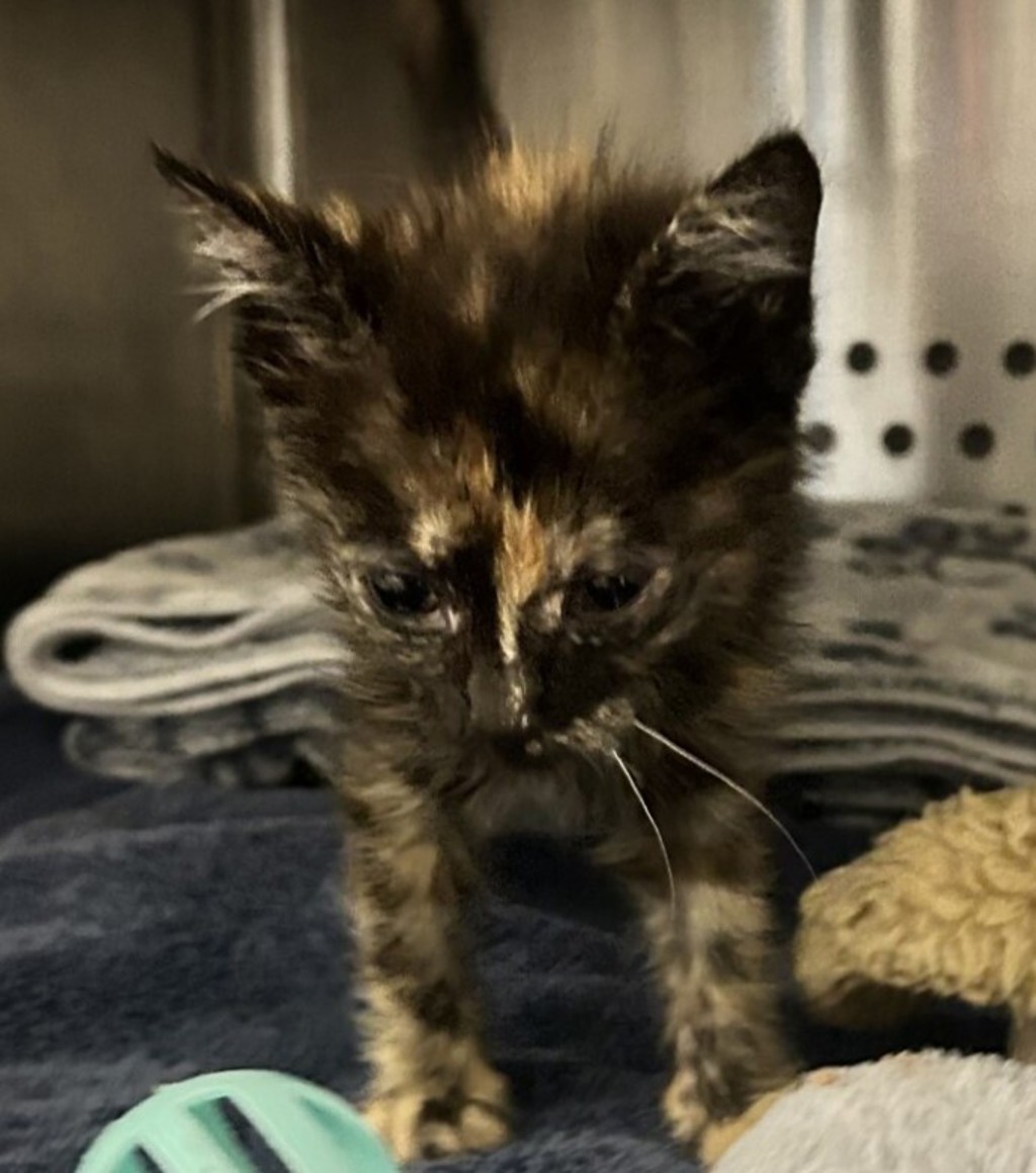 Shelter Stray Female Cat last seen Near Holway Street, OAKLAND, CA, 94621, 8323 Baldwin St, Oakland, CA 94621, USA