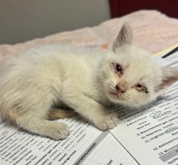 Shelter Stray Male Cat last seen Near Washington Avenue, SAN LEANDRO, CA, 94579, Oakland, CA 94621