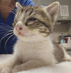 Shelter Stray Male Cat last seen Near Washington Avenue, SAN LEANDRO, CA, 94578, Oakland, CA 94621