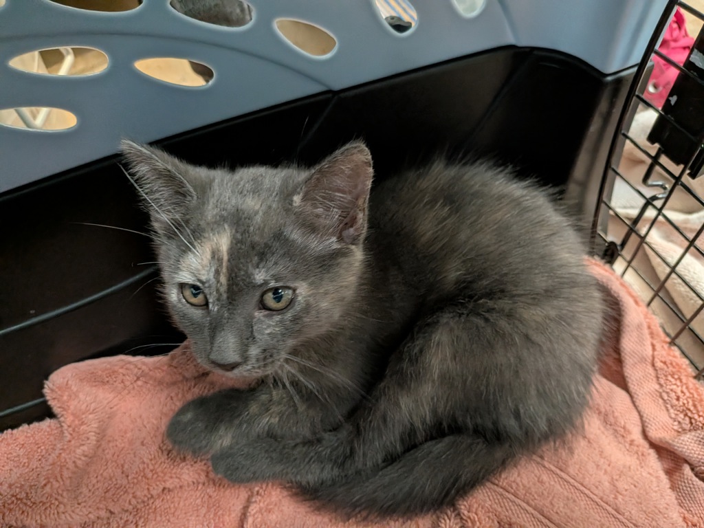 Shelter Stray Female Cat last seen Near Goode Street, San Diego, CA, 92139, San Diego, CA 92110