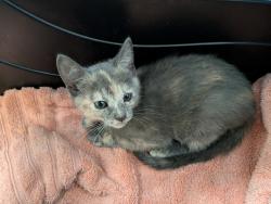 Shelter Stray Female Cat last seen Near Goode Street, San Diego, CA, 92139, San Diego, CA 92110