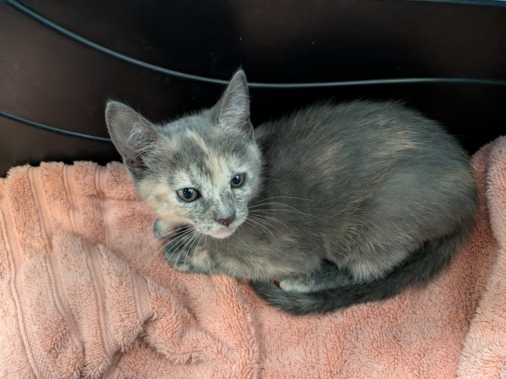 Shelter Stray Female Cat last seen Near Goode Street, San Diego, CA, 92139, San Diego, CA 92110