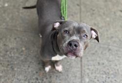 Shelter Stray Female Dog last seen nicolas Ter Street, NEW YORK, NY, 10027, New York, NY 10029
