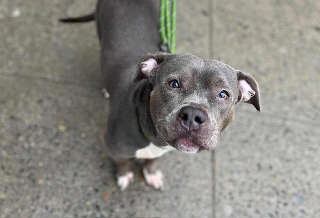Shelter Stray Female Dog last seen nicolas Ter Street, NEW YORK, NY, 10027, New York, NY 10029