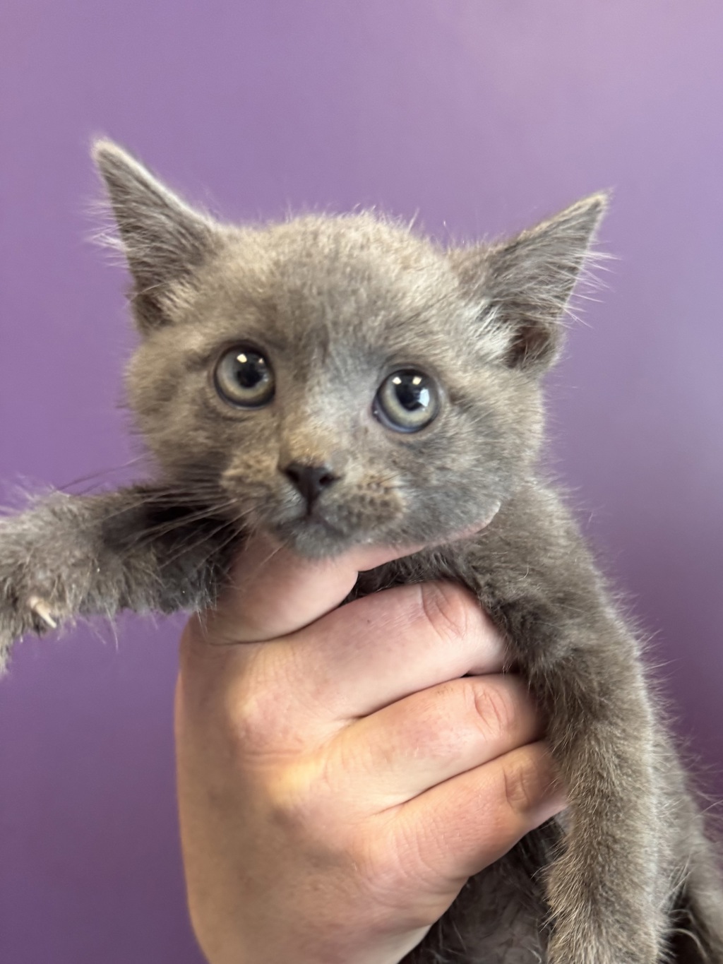 Shelter Stray Male Cat last seen Near S 4000 W, Bluffdale, UT, 84065, 511 W 3900 S, Salt Lake City, UT 84123, USA