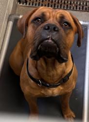 Shelter Stray Female Dog last seen Near S Riverside Drive, SALT LAKE CITY, UT, 84104, Taylorsville, UT 84123