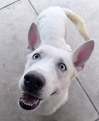 Shelter Stray Female Dog last seen Near Olga Avenue, San Diego, CA, 92123, San Diego, CA 92110