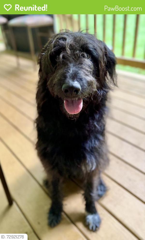 Reunited Female Dog last seen Pasadena Ave 29605, Greenville, SC 29605
