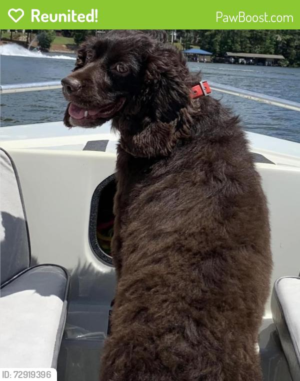 Reunited Female Dog last seen Navan Lm and Buffaloe Rd, Garner, NC 27529