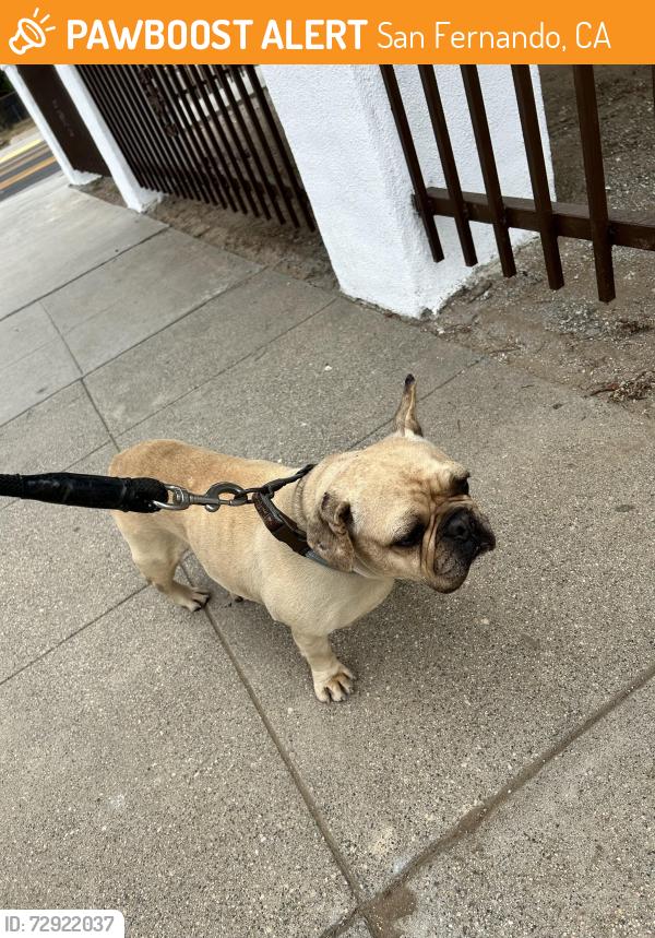 Found/Stray Female Dog last seen Kewen and maclay, San Fernando, CA 91340