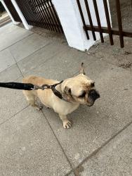 Found/Stray Female Dog last seen Kewen and maclay, San Fernando, CA 91340