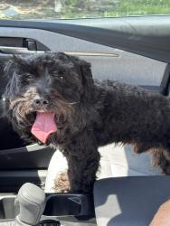 Reunited Male Dog last seen Katy Gaston , Lakes Of Bella Terra, TX 77406