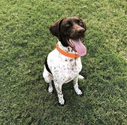 Reunited Female Dog last seen Old Settlers Blvd and Redbud, Round Rock, TX 78665