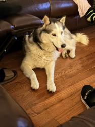 Reunited Male Dog last seen W Tantallon Dr, Fort Washington, MD 20744, USA, Fort Washington, MD 20744