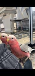 Lost Male Bird last seen Heston, Greater London, England TW5 0JR