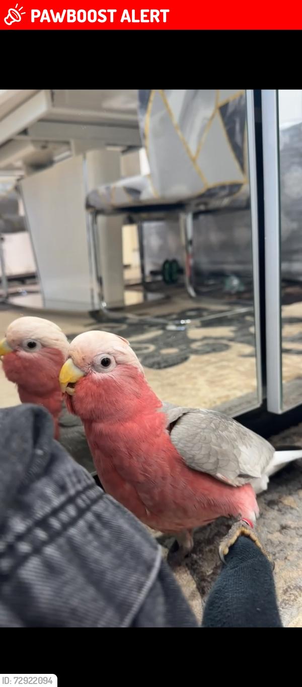 Lost Male Bird last seen Heston, Greater London, England TW5 0JR