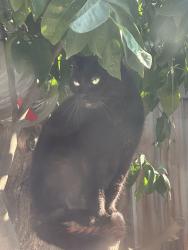 Lost Female Cat last seen Corner of real rd, Bakersfield, CA 93309