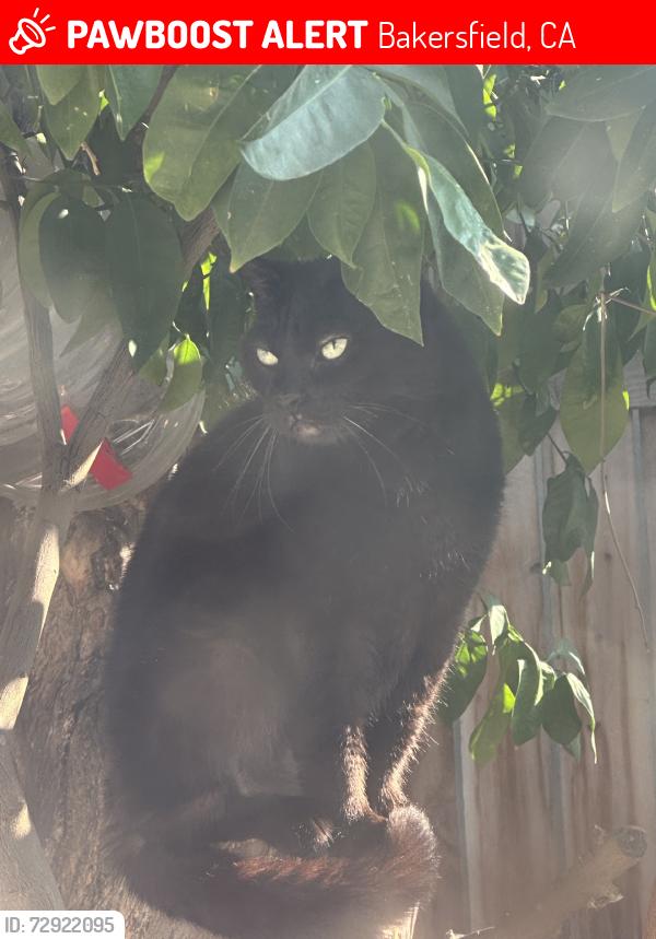 Lost Female Cat last seen Corner of real rd, Bakersfield, CA 93309