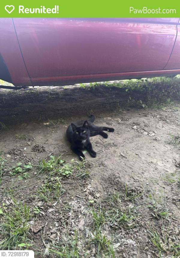 Reunited Female Cat last seen Near W Avenue H Belton Texas 76513, Belton, TX 76513