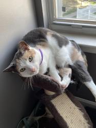 Reunited Female Cat last seen Maple Path Cir, Southfield, Perry Hall, MD 21236