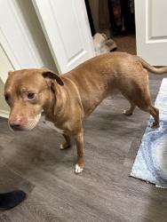 Reunited Male Dog last seen Near Twin Oaks Dr, Haltom City, TX 76148, USA, Haltom City, TX 76148