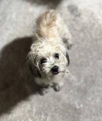 Found/Stray Female Dog last seen East Oakland, Oakland, CA 94612