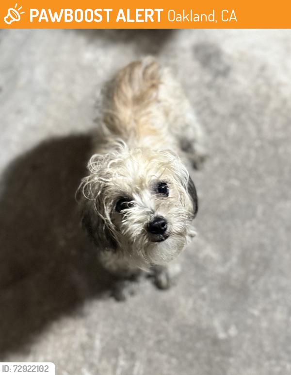 Found/Stray Female Dog last seen East Oakland, Oakland, CA 94612