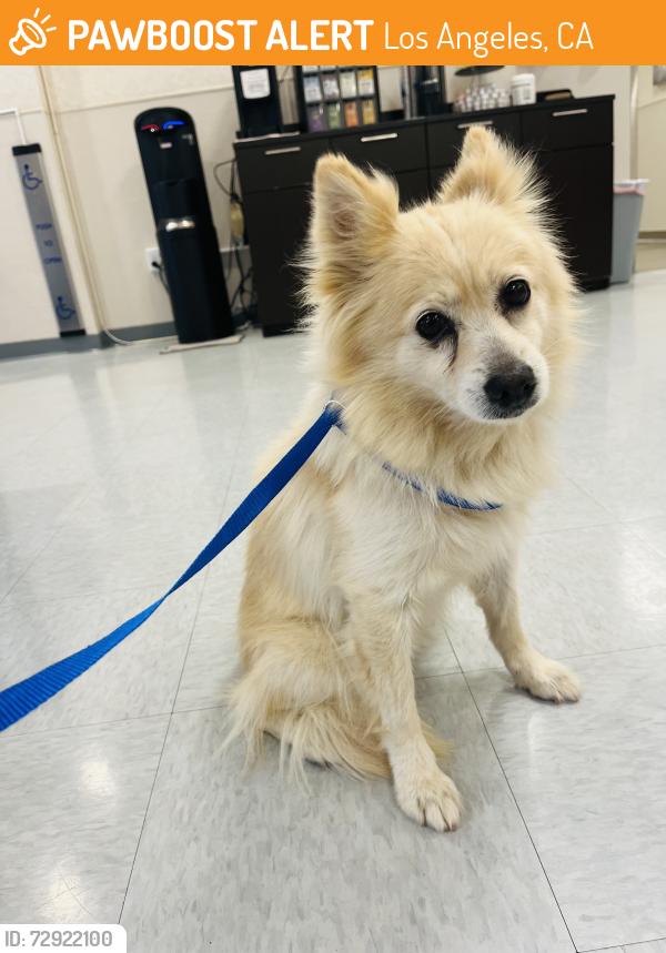 Found/Stray Female Dog last seen Barrington and Goshen Ave, Los Angeles, CA 90049