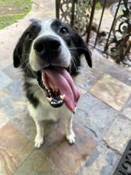 Found/Stray Female Dog last seen North Highlands Subdivision , Shreveport, LA 71107