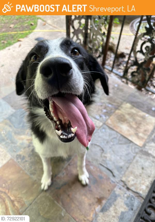 Found/Stray Female Dog last seen North Highlands Subdivision , Shreveport, LA 71107