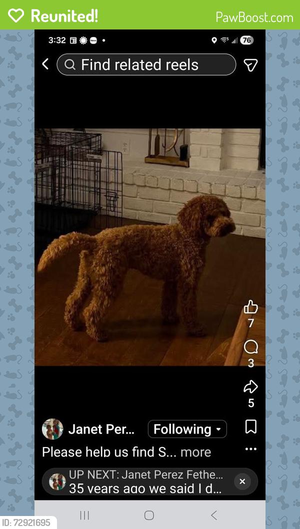 Reunited Male Dog last seen Antlers neighborhood, Nocatee, FL 32082