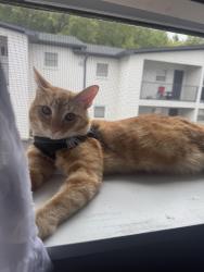Reunited Male Cat last seen Harwell/MLK, Atlanta, GA 30311