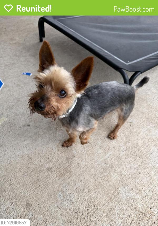 Reunited Male Dog last seen Near Canyon Wy, Richmond, TX 77469, USA, Richmond, TX 77469