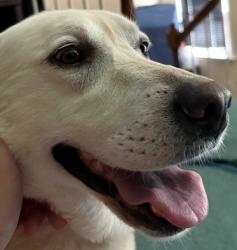 Reunited Female Dog last seen Found at the RaceTrac at 906 Pleasant Hill Rd (Pleasant Hill & Cruse), Lawrenceville GA., Norcross, GA 30092