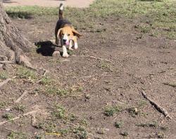 Lost Female Dog last seen Yupon and gravel park on the park, Arlington, TX 76018