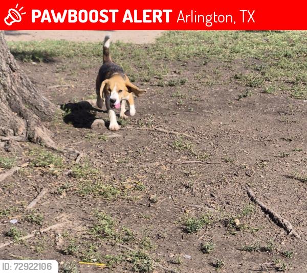 Lost Female Dog last seen Yupon and gravel park on the park, Arlington, TX 76018