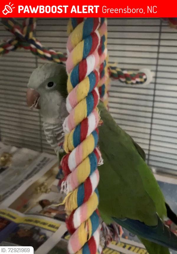 Lost Male Bird last seen Greensboro National Military Park, Greensboro, NC 27410