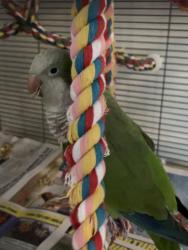 Lost Male Bird last seen Greensboro National Military Park, Greensboro, NC 27410